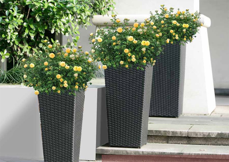 花盆